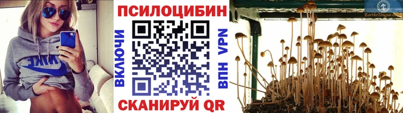 Галлюциногенные грибы Psilocybine cubensis  сколько стоит  Камызяк 